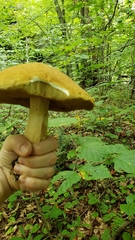Boletus gertrudiae
