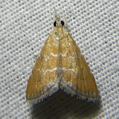 Xanthophysa psychicalis