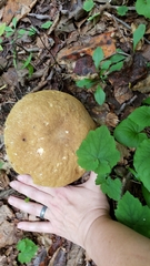 Boletus gertrudiae
