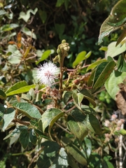 Mimosa albida
