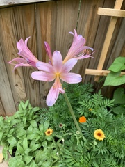 Lycoris squamigera