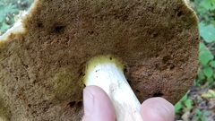 Boletus gertrudiae