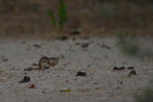 Striped Ground Squirrel
