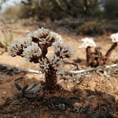 Crassula alpestris