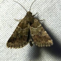 Schinia sordidus