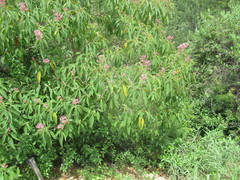 Miconieae