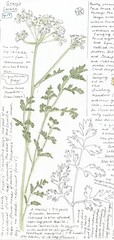 Ligusticum grayi