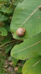 Cepaea nemoralis