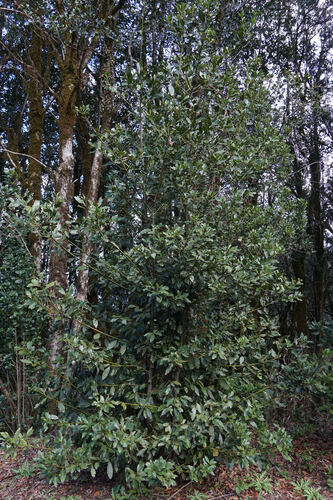 Laurus novocanariensis (Laurus novocanariensis)