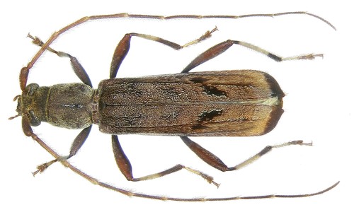 Araespor callosus