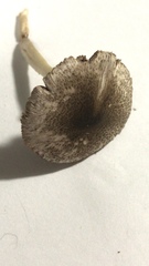 Agaricales