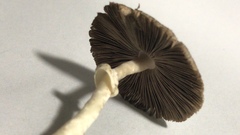 Agaricales