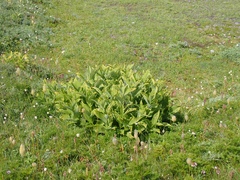 Veratrum viride