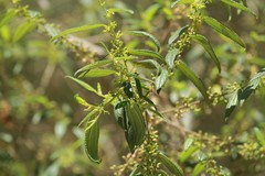 Magnoliopsida