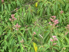 Miconieae