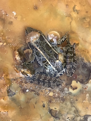 Pickerel Frog photographed in West Virginia