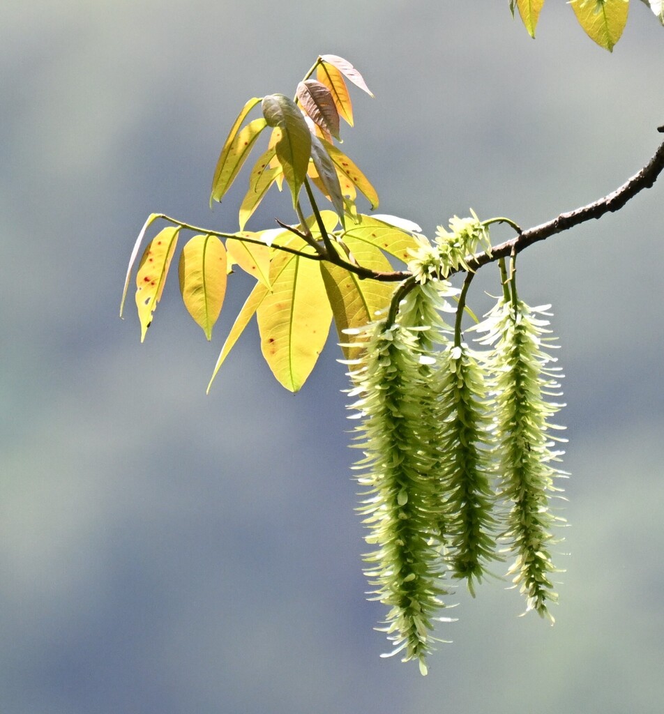 Engelhardia spicata