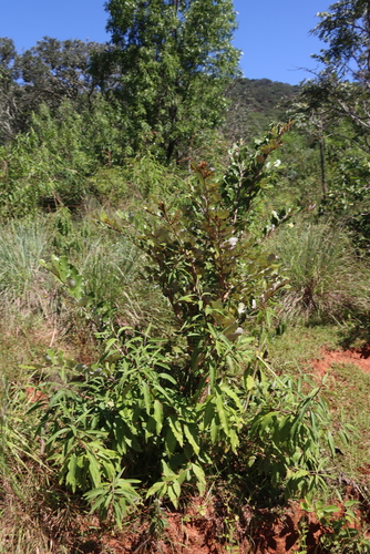 Parinari curatellifolia, photograph 5