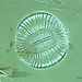 Campylodiscus - Photo (c) patrice duros, μερικά δικαιώματα διατηρούνται (CC BY-NC-ND)