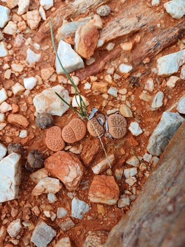 Lithops marginata Nel