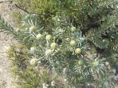 Leucadendron cinereum