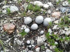 Mammillaria albiflora