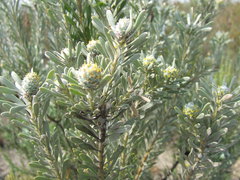 Leucadendron cinereum