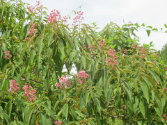Miconieae
