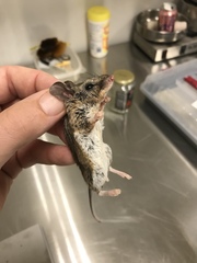 Peromyscus pectoralis