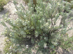 Leucadendron cinereum