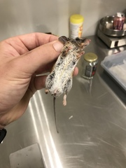 Peromyscus pectoralis