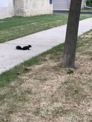 Sciurus carolinensis