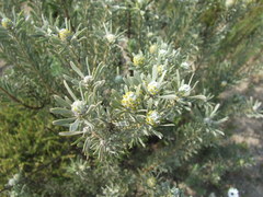 Leucadendron cinereum