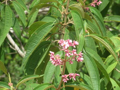 Miconieae