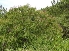 Miconieae