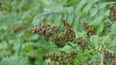 Sorbaria sorbifolia
