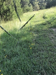 Paspalum floridanum