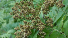 Sorbaria sorbifolia