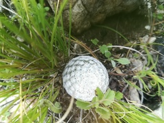 Mammillaria albiflora
