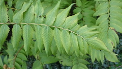 Sorbaria sorbifolia
