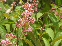 Miconieae