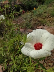 Hibiscus biseptus