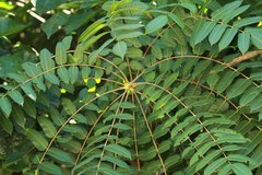 Magnoliopsida