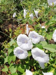 Jacquemontia pringlei