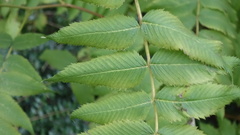 Sorbaria sorbifolia