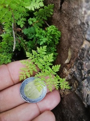 Myriopteris pringlei