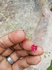 Boerhavia gracillima