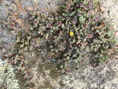 Antimima granitica