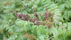 Sorbaria sorbifolia