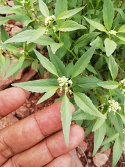 Hybanthus fruticulosus